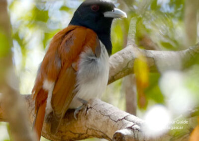 bird watching madagascar