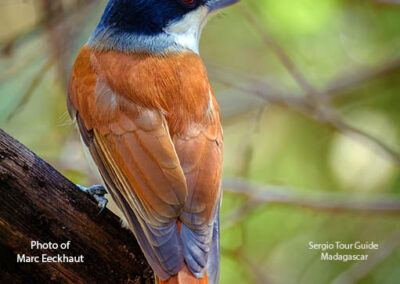 bird watching madagascar