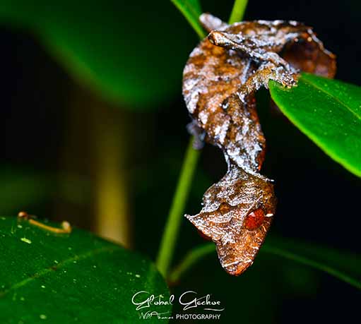 wildlife photography Tours