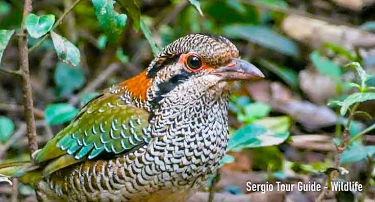 Rufous vanga-bridwatching