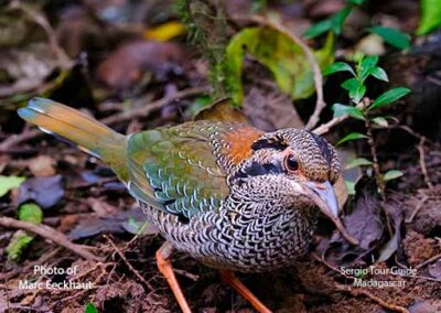 bird watching madagascar