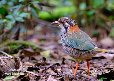 bird watching madagascar