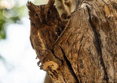bird watching madagascar