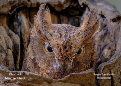 bird watching madagascar