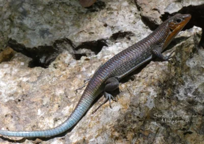Zonosaurus tsingy