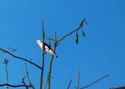 birding madagascar