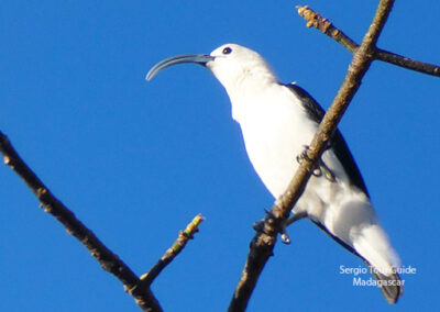 bird watching madagascar
