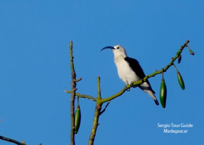 bird watching madagascar