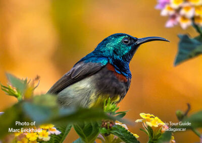 bird watching madagascar