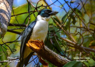bird watching madagascar
