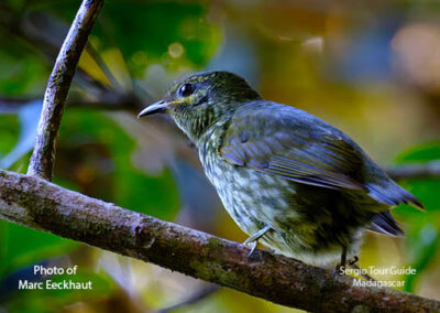 bird watching madagascar