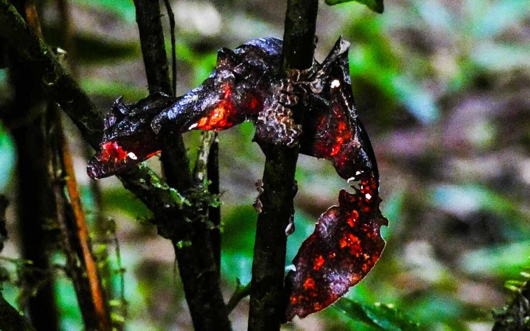 17 Days Herping Tours