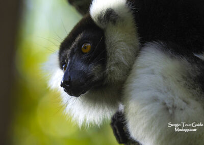 madagascar private wildlife tours