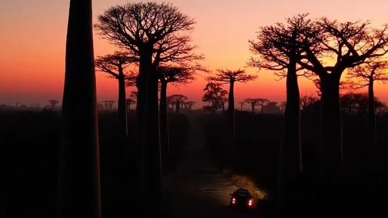 Baobab western morondava