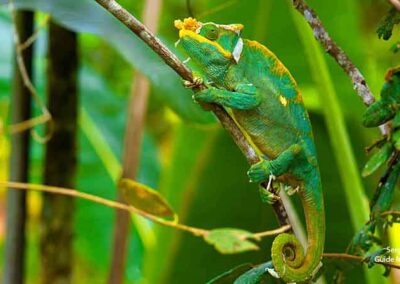 chameleon in ranomafana