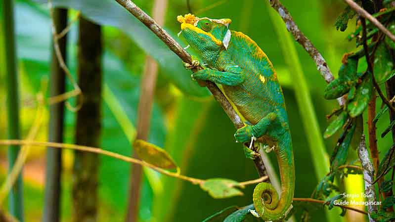 chameleon in ranomafana<br />
