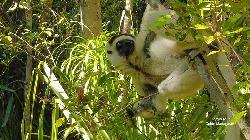 sifaka lemur