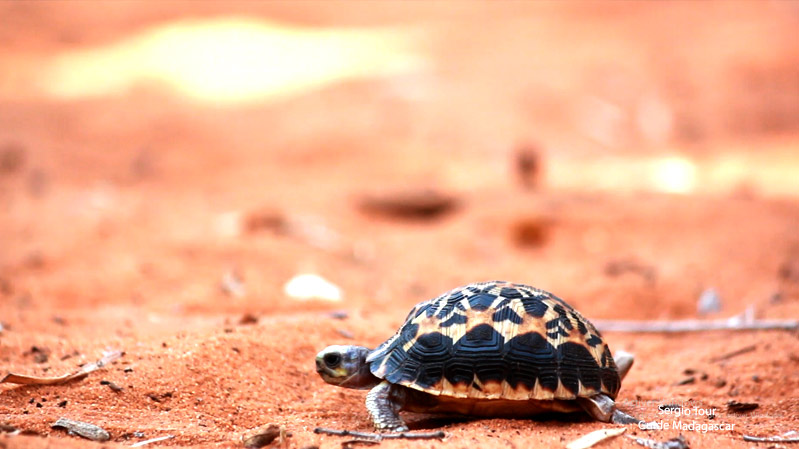 southern madagascar wildlife tour