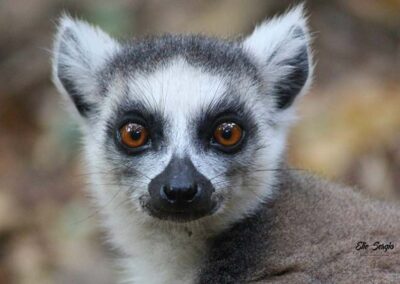 Ring-tailed lemur