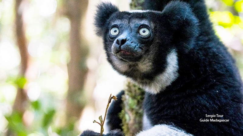 lemur indri indri