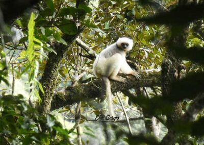 madagascar herping expedition