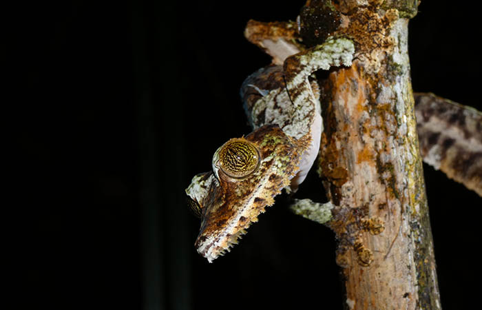 Madagascar Rare Wildlife Discovery Expedition