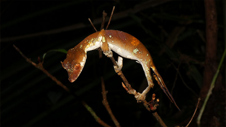 madagascar herping expedition