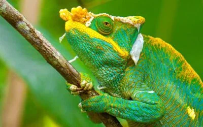 wildlife Tours