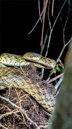 snake madagascar