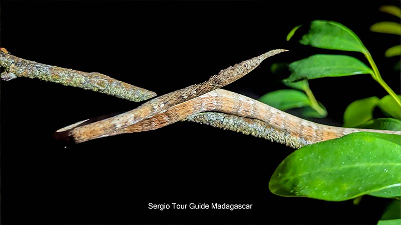 snake madagascar