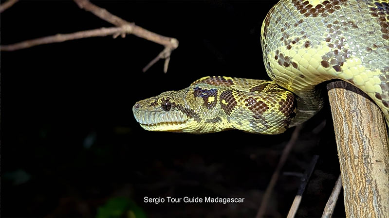 snake madagascar