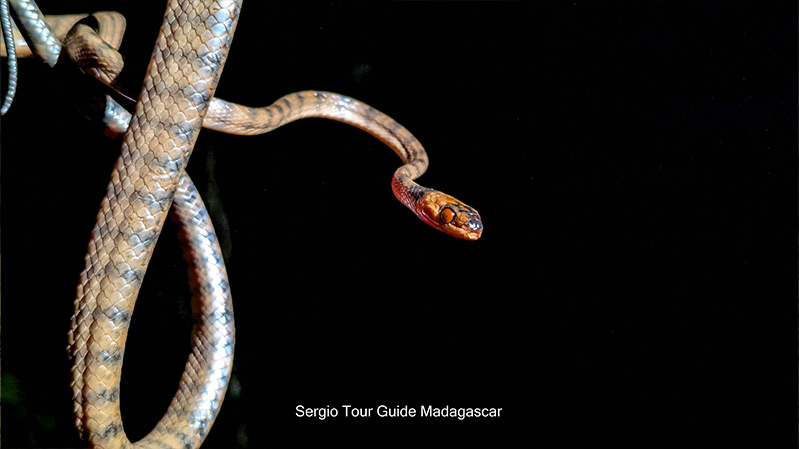 snake madagascar