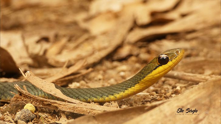snake madagascar